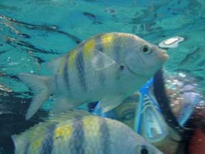 Snorkeling in Cozumel